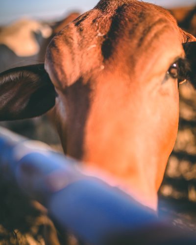 Boran Stud female face