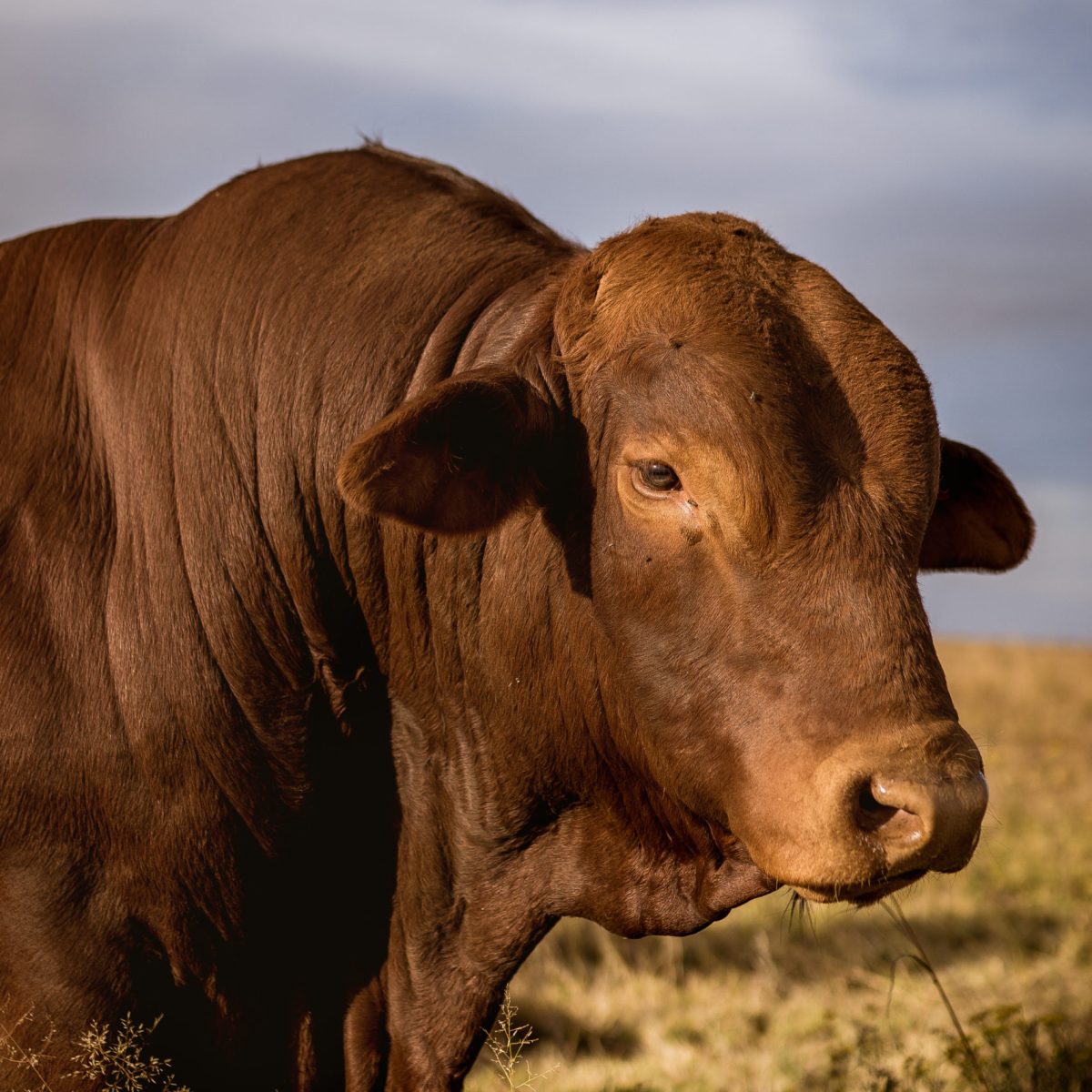 Droughtmaster bull close-up